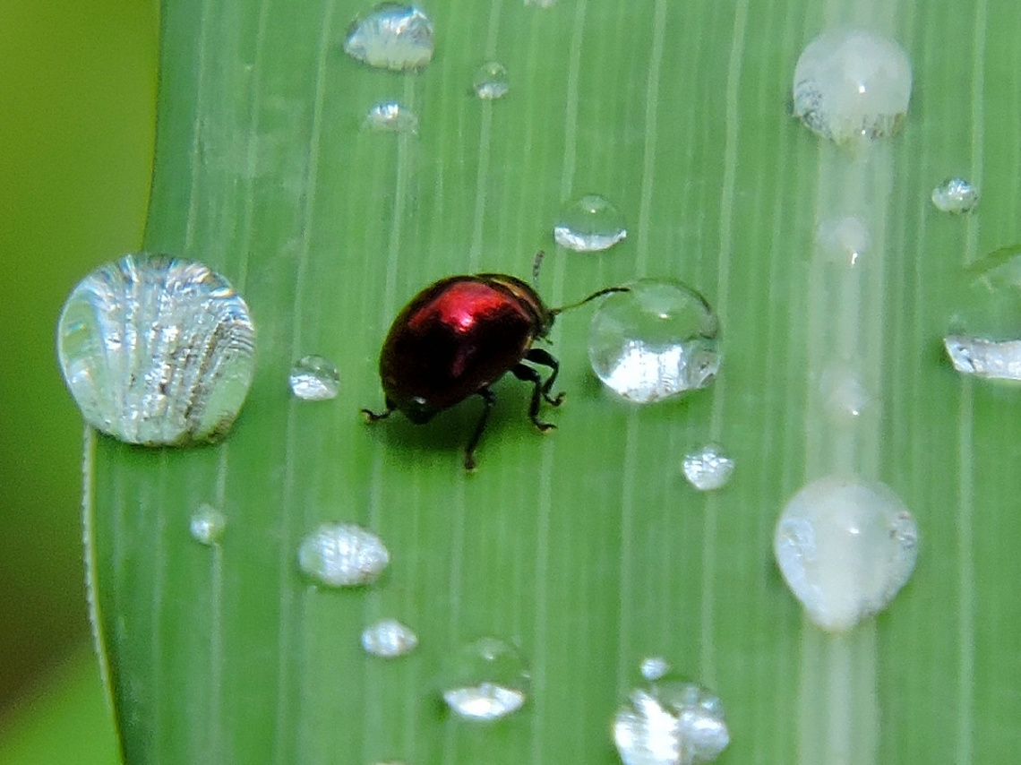 Macro
