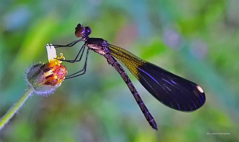Damselfly