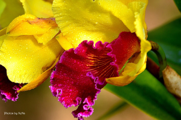 Orchid