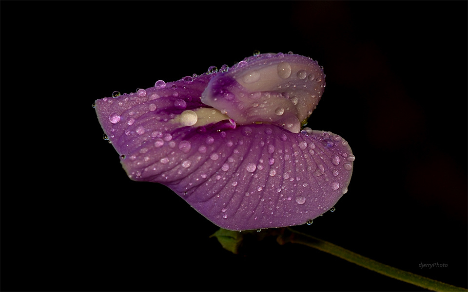 Wet