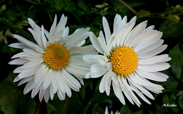 Papatyalar