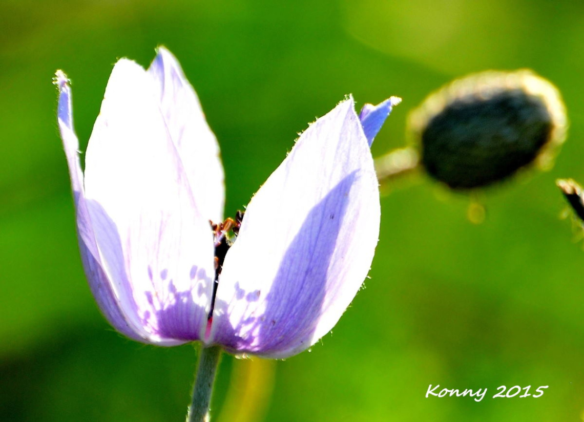 in the face of the sun..