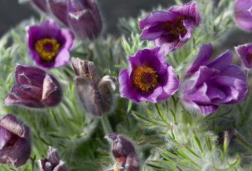 Pulsatilla Vulgaris