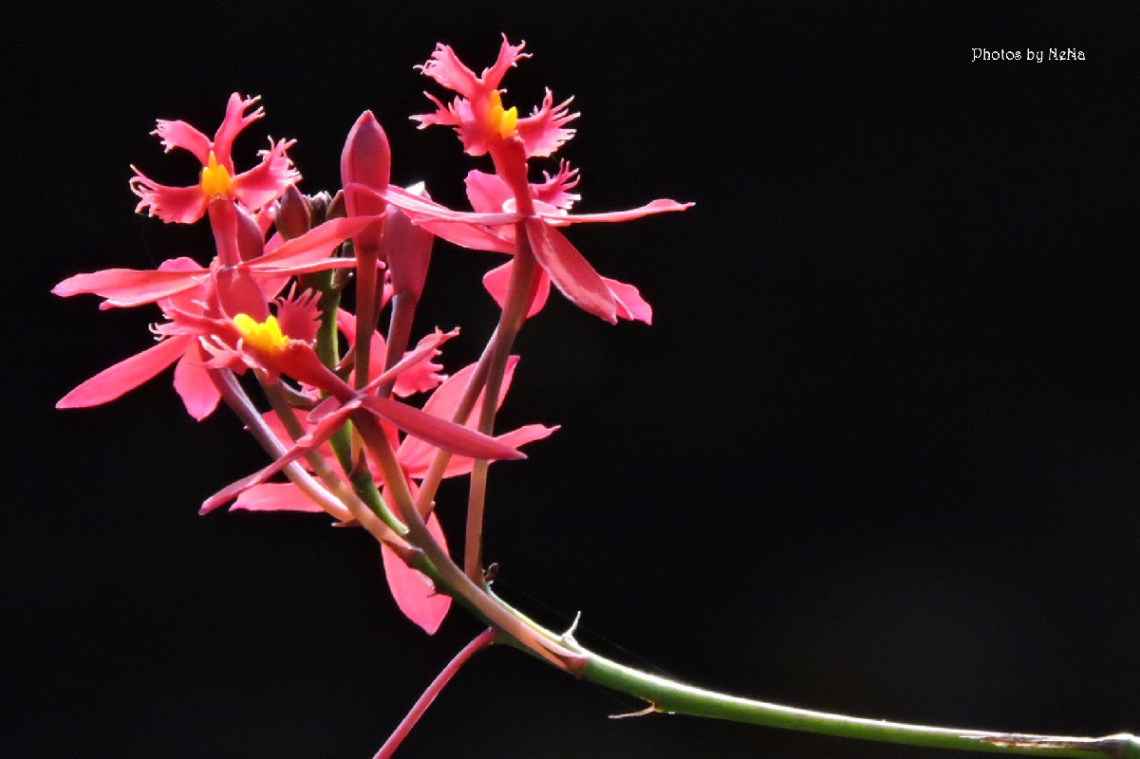 Mini Orchid