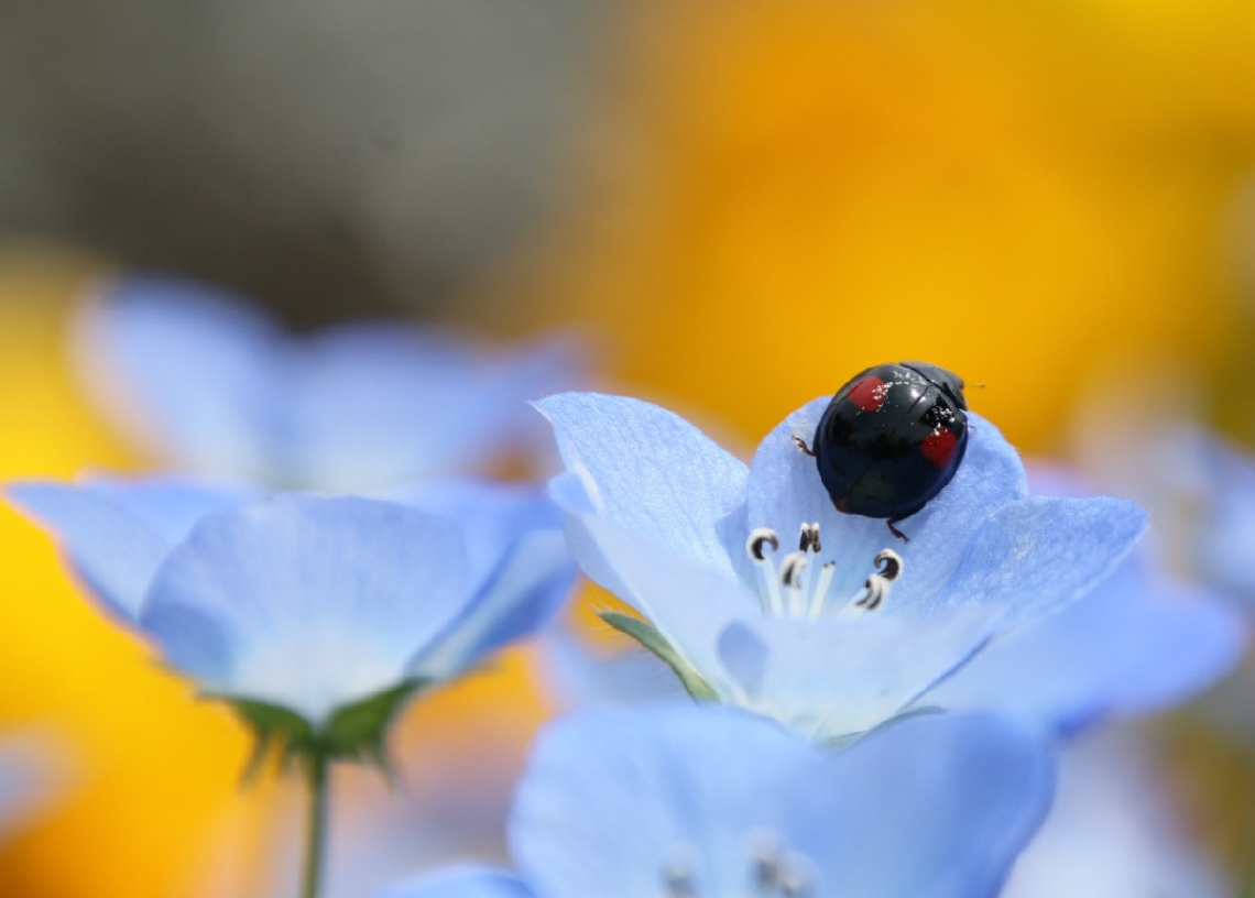 pollen on the back