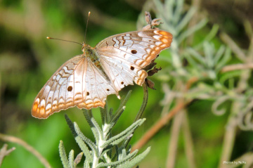 Borboleta