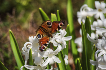 European Peacock