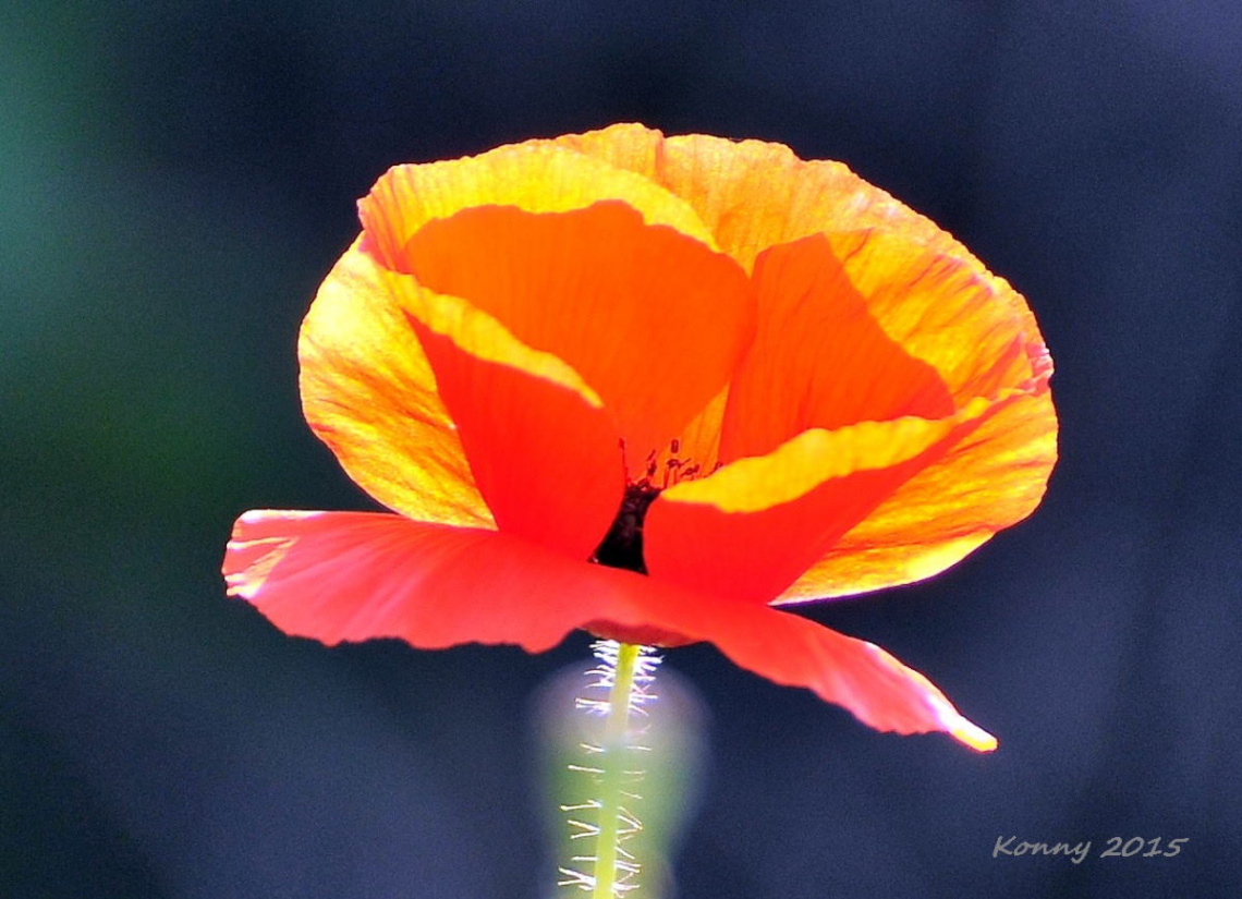the sun meets the poppy