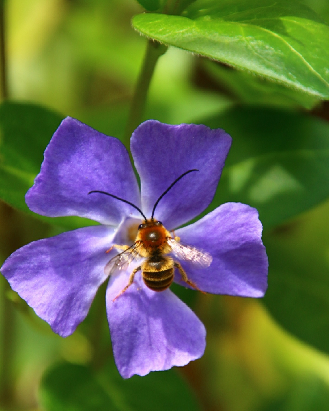 long antenna bee