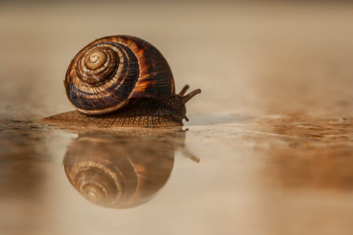 snail