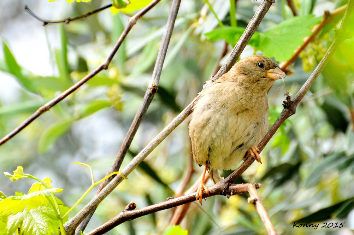 for the nest ...