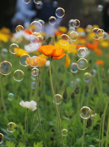 poppy