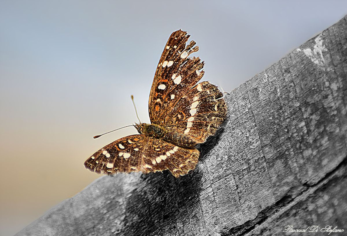 Brooken Butterfly 