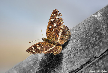 Brooken Butterfly 