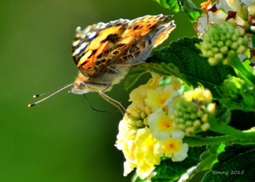 butterfly....