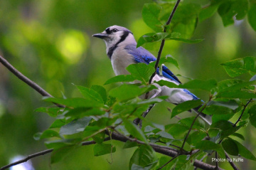 Blue Jay