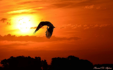 Flying to the Sun