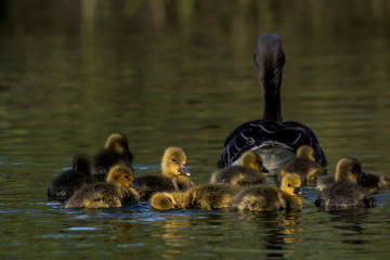 Wild Geese Family