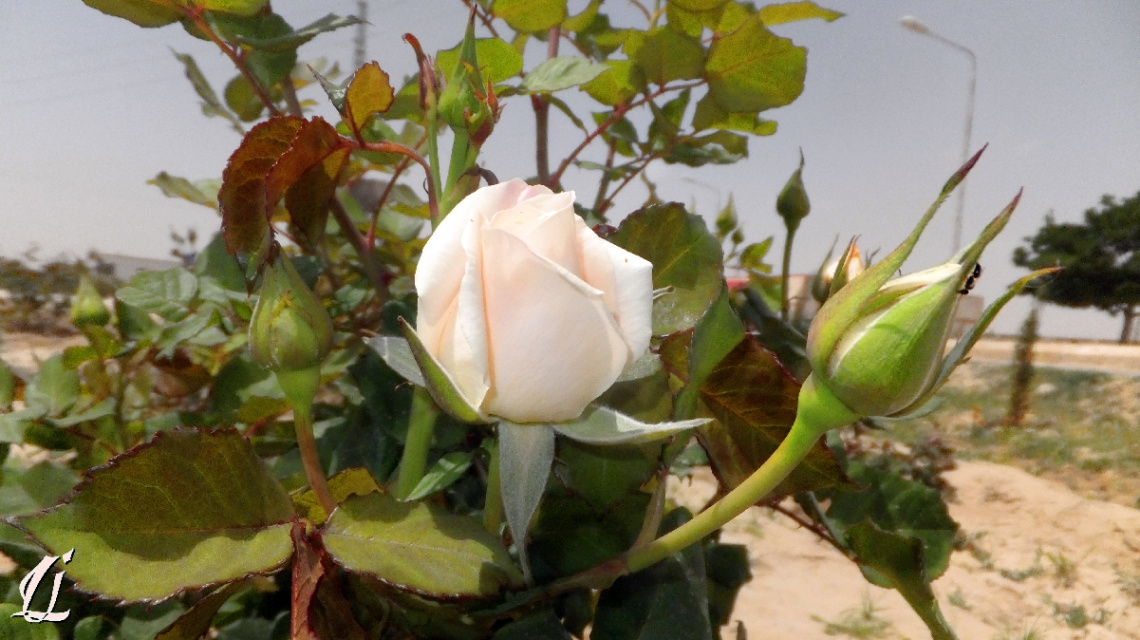 White Rose