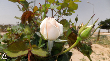 White Rose