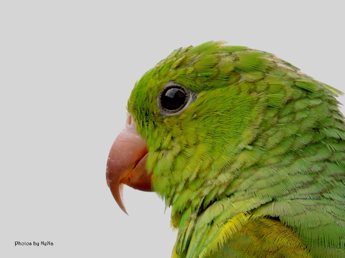 Periquito