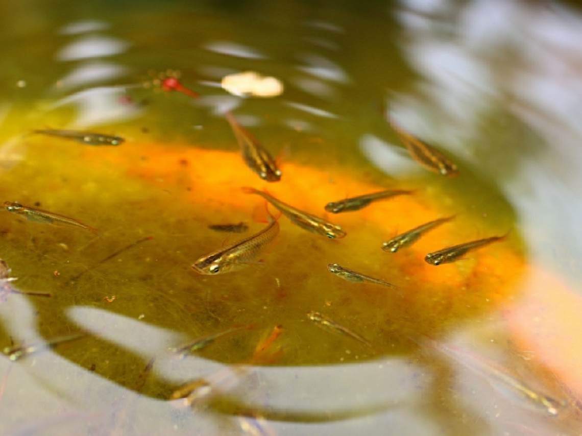 killifish