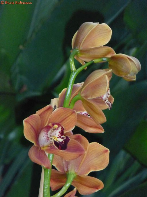Orchidee