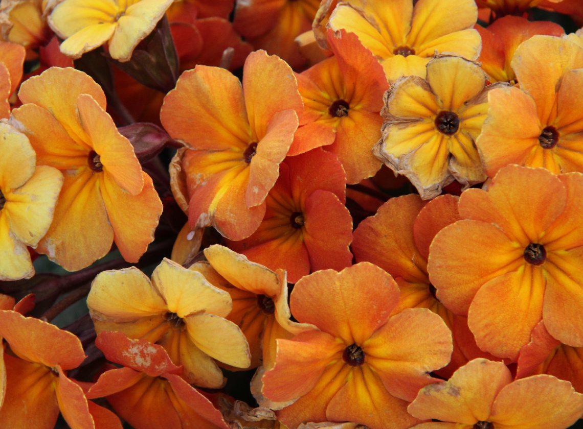 Dense Colors