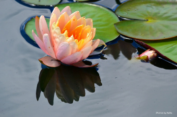 Reflex Nymphaea