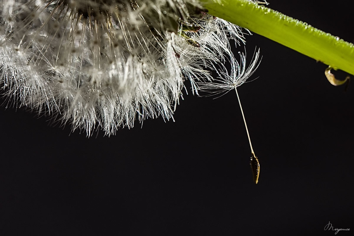 Dandelion