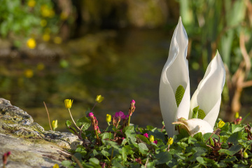 Water-Arum