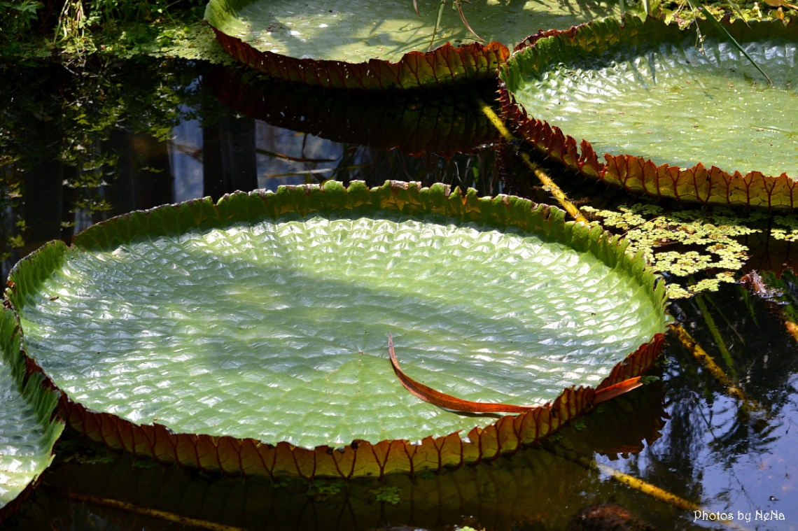 Vitória-régia (Amazon plant)