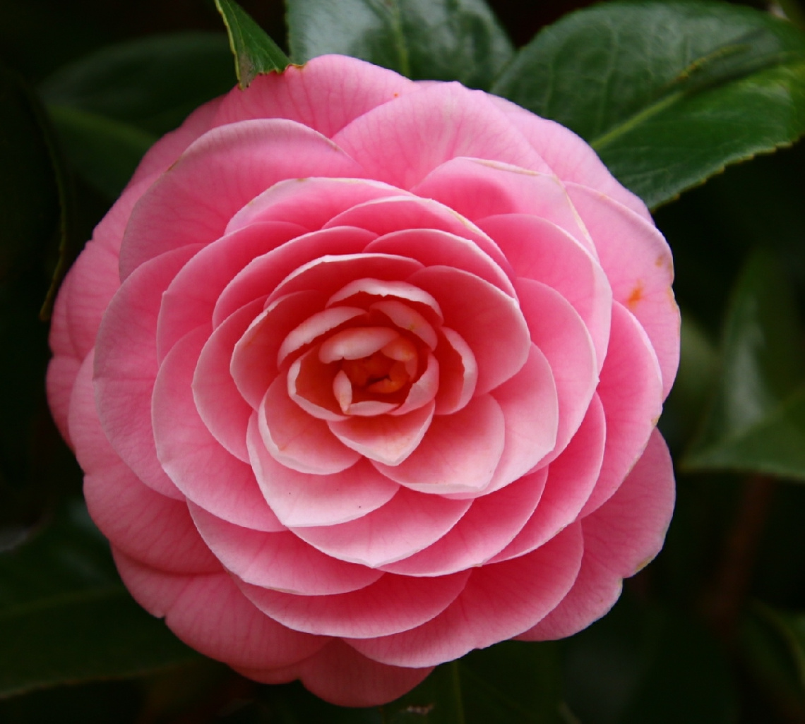 camellia