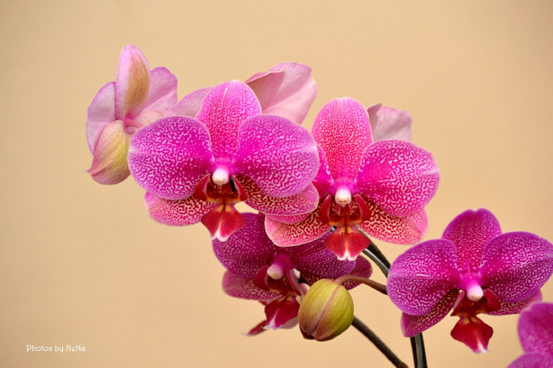 Pink Orchid