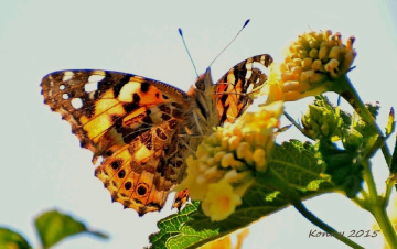 The butterfly... 