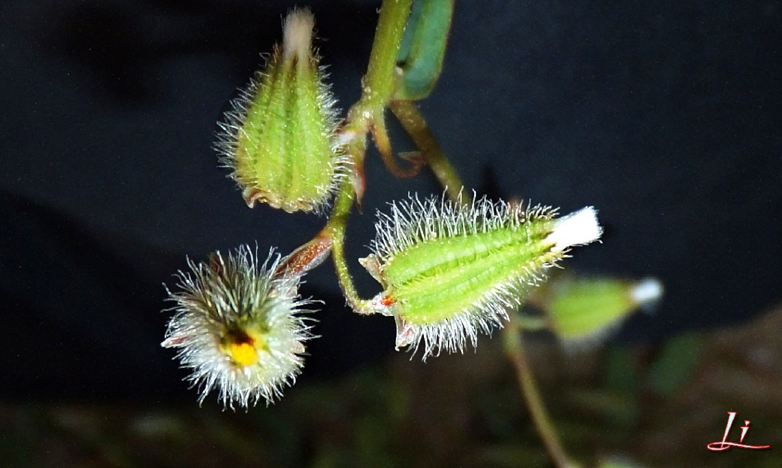 TINY FUZZY BEAUTY