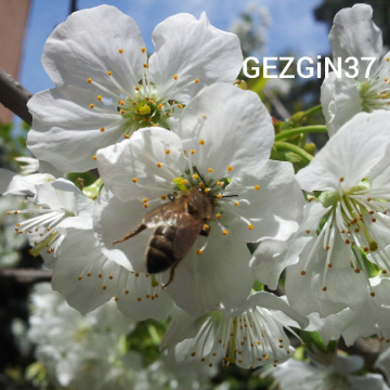doğa2