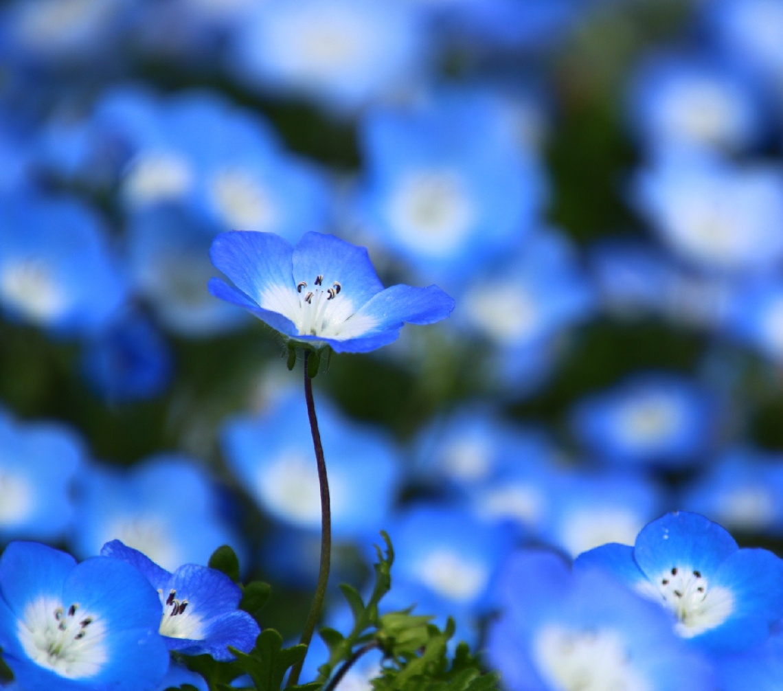 blue