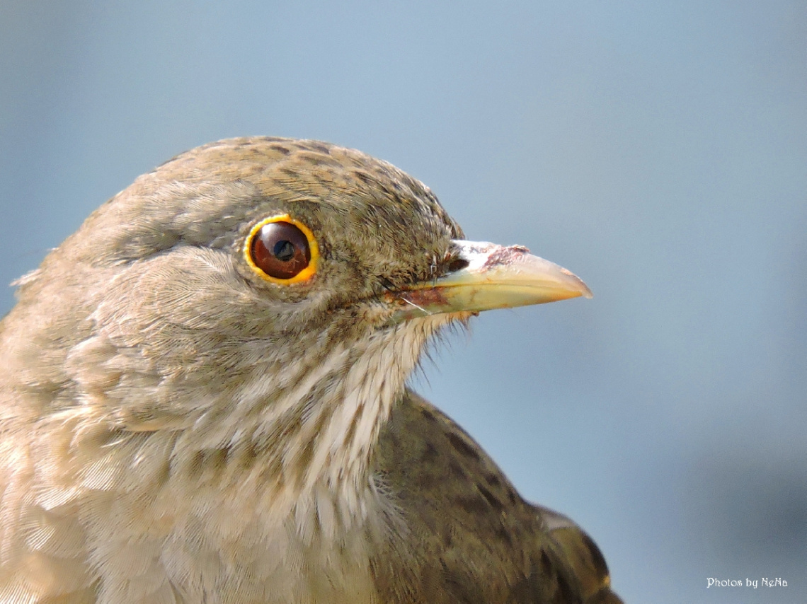 Turdus rufiventris
