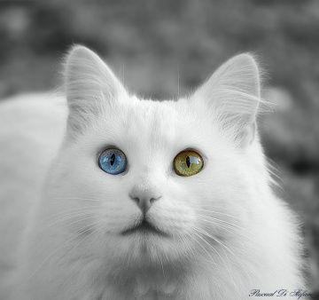 Wonders of the nature