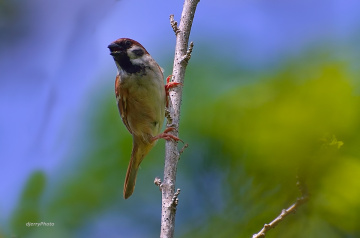 Sparrow