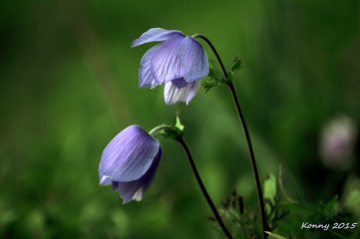 wildflowers ... 