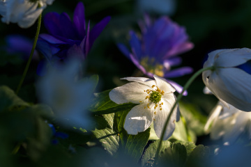 Last Sun Rays 
