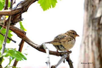 Sparrow in the grapes..
