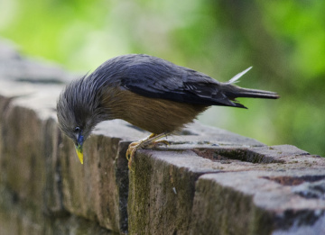Chestnut-tailed Starling / Grey-headed Myna