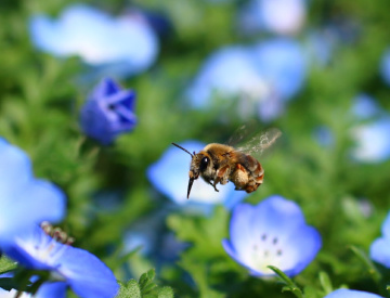 flying bee