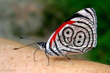 88 Butterfly