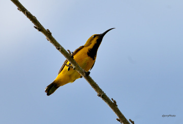 sunbird