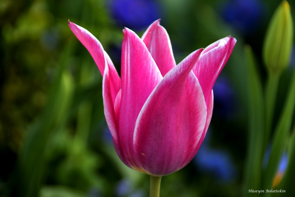Pink Lale