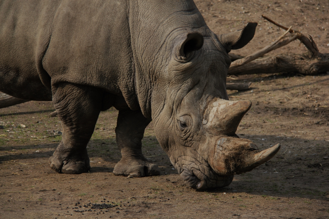 White Rhinoceros